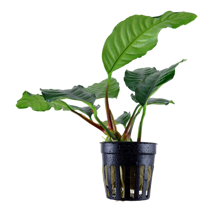 Anubias Barteri Coffeefolia 101G