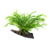Microsorum pteropus 'Windeløv'