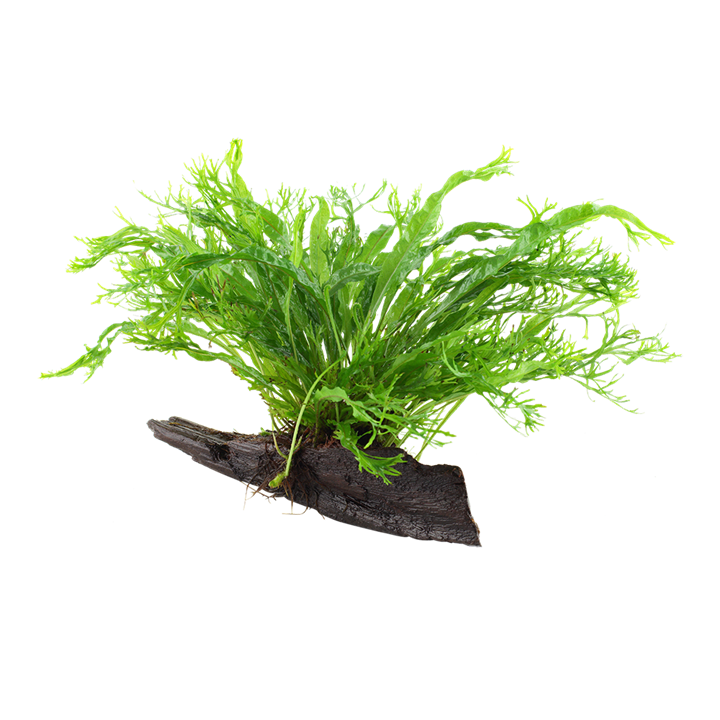 Microsorum pteropus 'Windeløv'