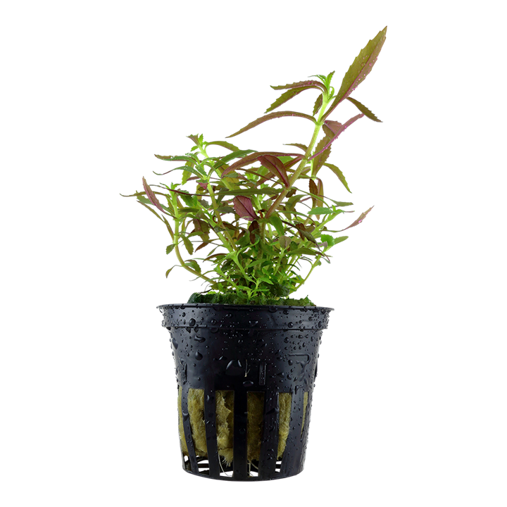 Limnophila Hippuridoides 047C