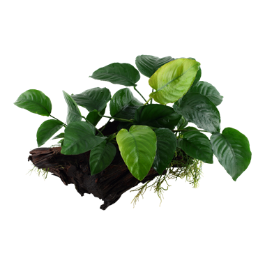 Anubias Barteri  sp. on Wood Xl