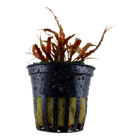 Cryptocoryne Albida 'Brown' Potted 126B