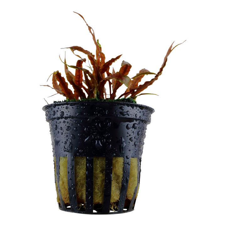 Cryptocoryne Albida 'Brown' Potted 126B