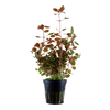 Ludwigia palustris 'Super Red' 035B