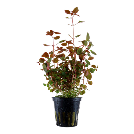 Ludwigia palustris 'Super Red' 035B