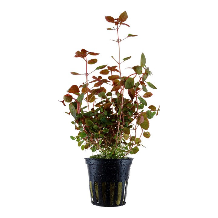 Ludwigia palustris 'Super Red' 035B