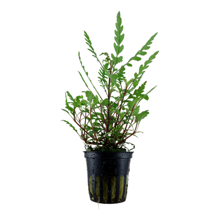 Hygrophila pinnatifida Potted