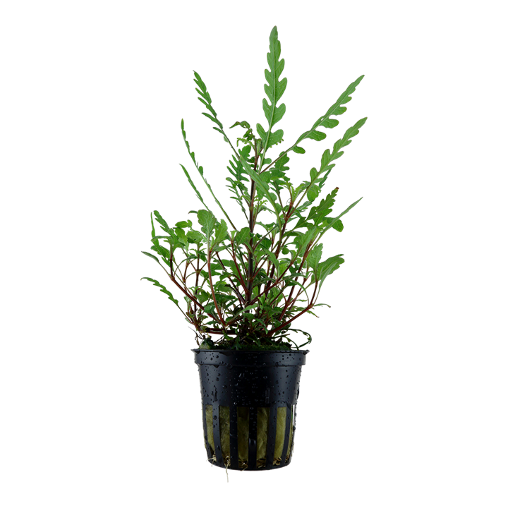 Hygrophila pinnatifida Potted