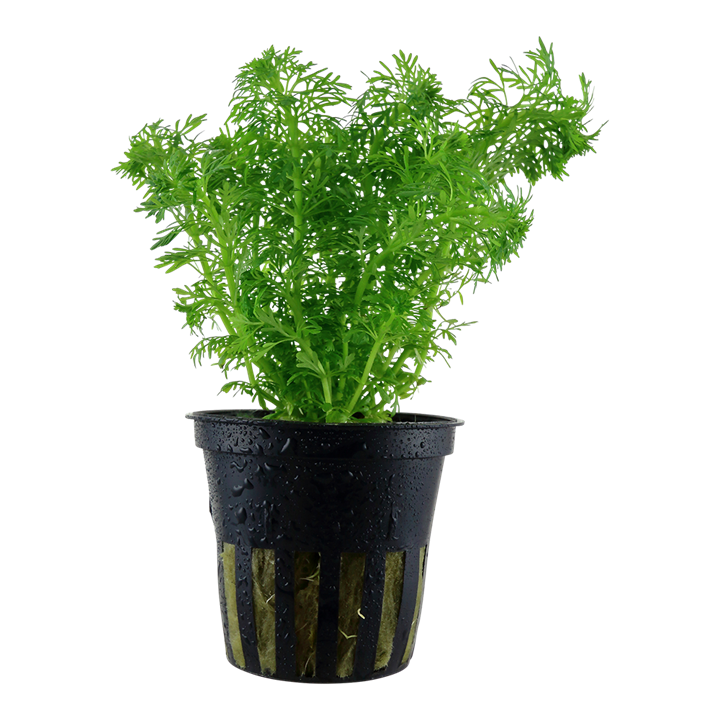 Limnophila sessiliflora 047