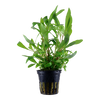 Hygrophila Siamensis 53B 053B