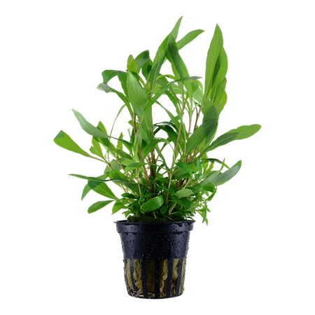 Hygrophila Siamensis 53B 053B