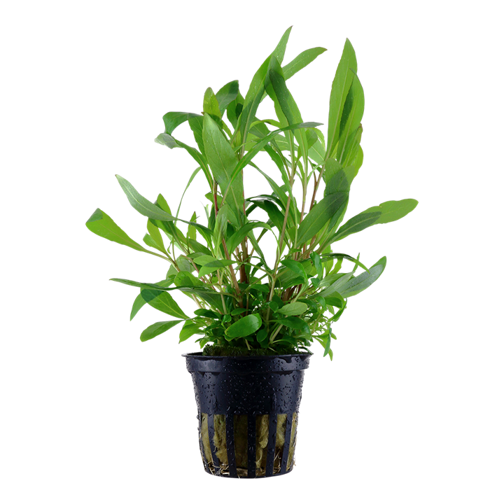 Hygrophila Siamensis 53B 053B