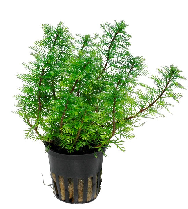Myriophyllum Mattogrossenes 037