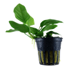 Anubias barteri var.'nana' 101