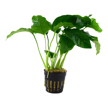 Anubias Barteri var. Barteri 101A