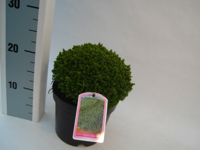 Hebe 'Emerald Green' 2 Litre