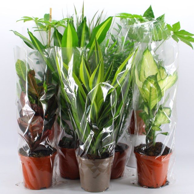 foliage mix indoor plant Houseplant 'Air So Pure' Mix (P17cm) — Newlands Garden Centre