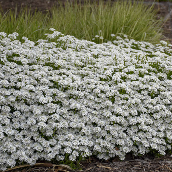 Iberis Whistler White 9cm