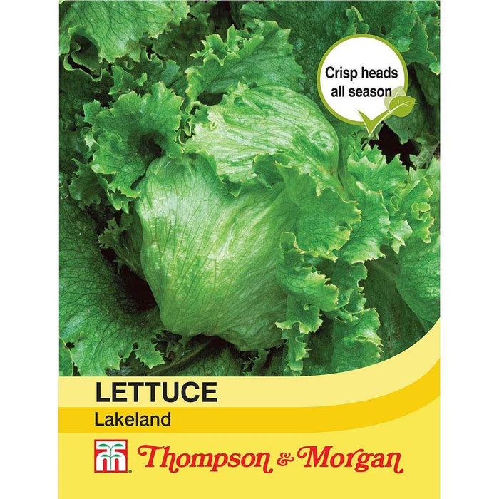 Lettuce 'Lakeland'