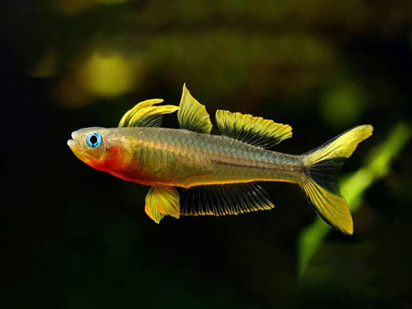 Forktail Rainbowfish | Pseudomugil furcatus