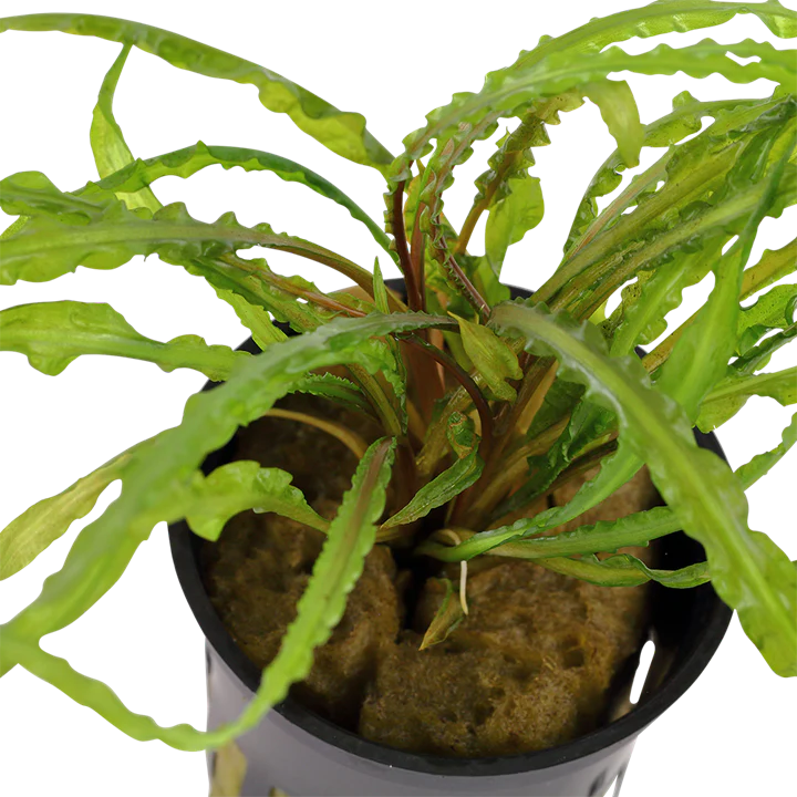 Cryptocoryne Crispatula Potted 125