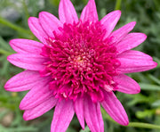 Marguerite 'Madeira Crested Hot Pink' – Argyranthemum frutescens 'Madeira Crested Hot Pink'
