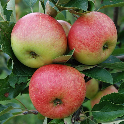 Apple 'James Grieve' 2 Year Bush