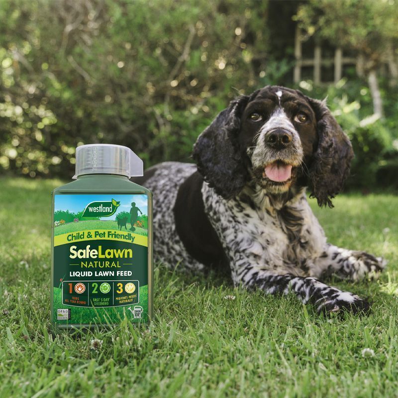 Westland SafeLawn Liquid Lawn Feed (1 litre)