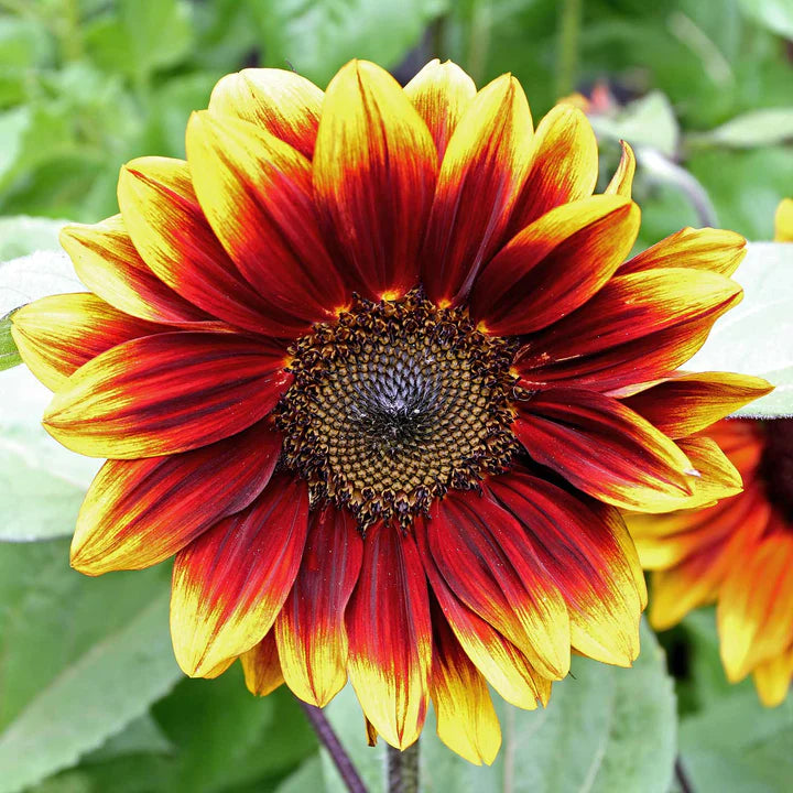 Natures Haven Sunflower Soleil Red