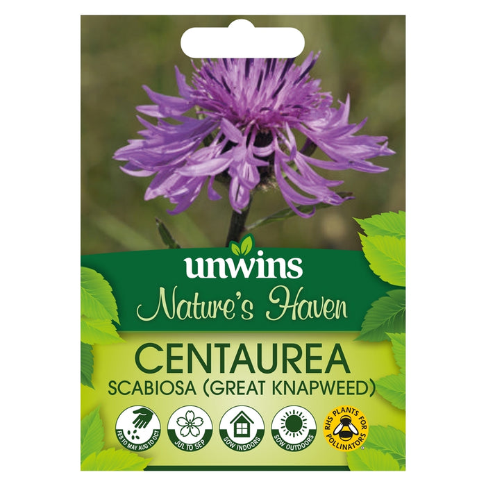 Natures Haven Great Knapweed
