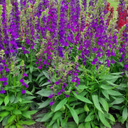 Perennial Lobelia 'Starship Blue' – Lobelia × speciosa 'Starship Blue'