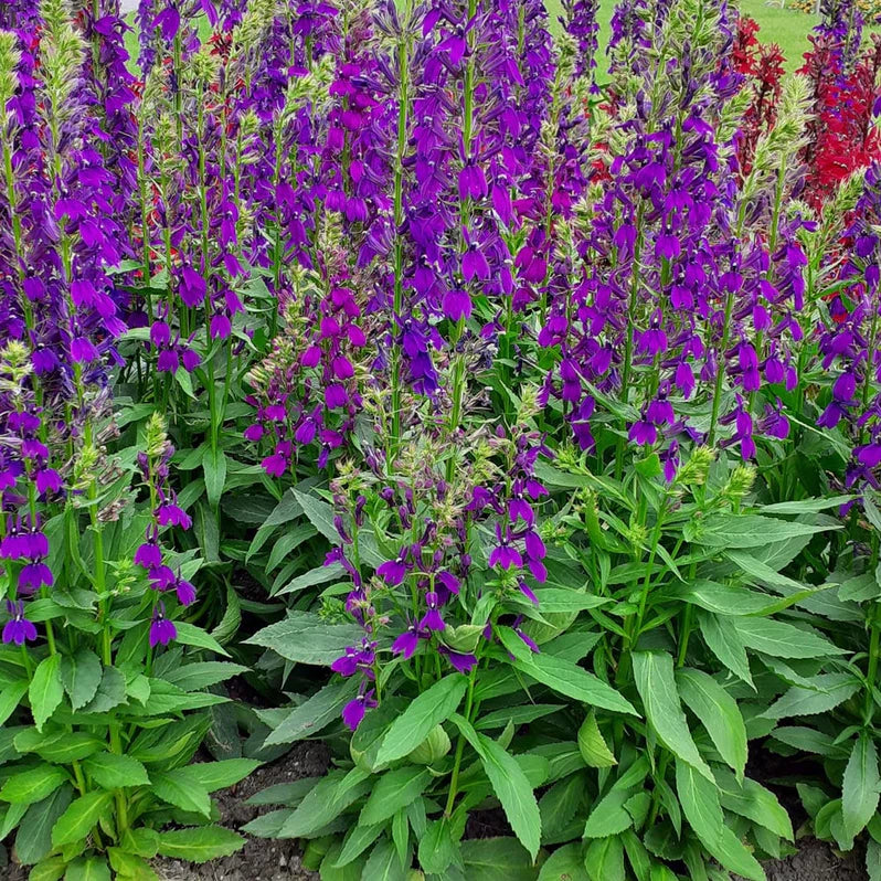 Perennial Lobelia 'Starship Blue' – Lobelia × speciosa 'Starship Blue'