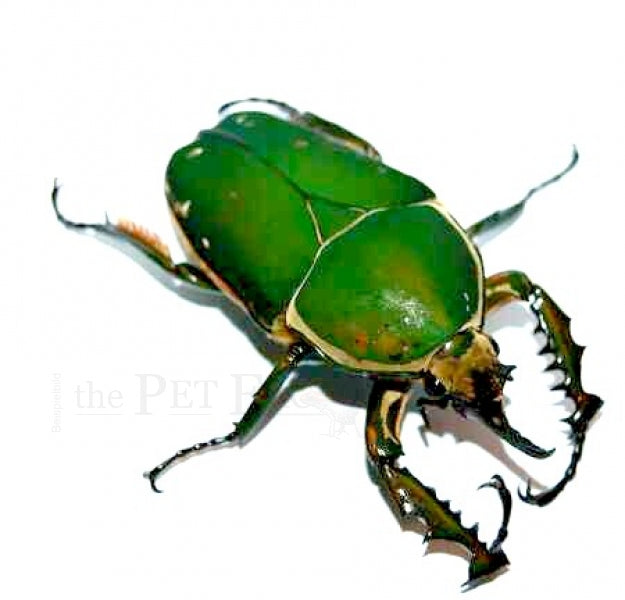 Flower Beetle Male Larvae | Mecynorrhina torquata immaculicollis