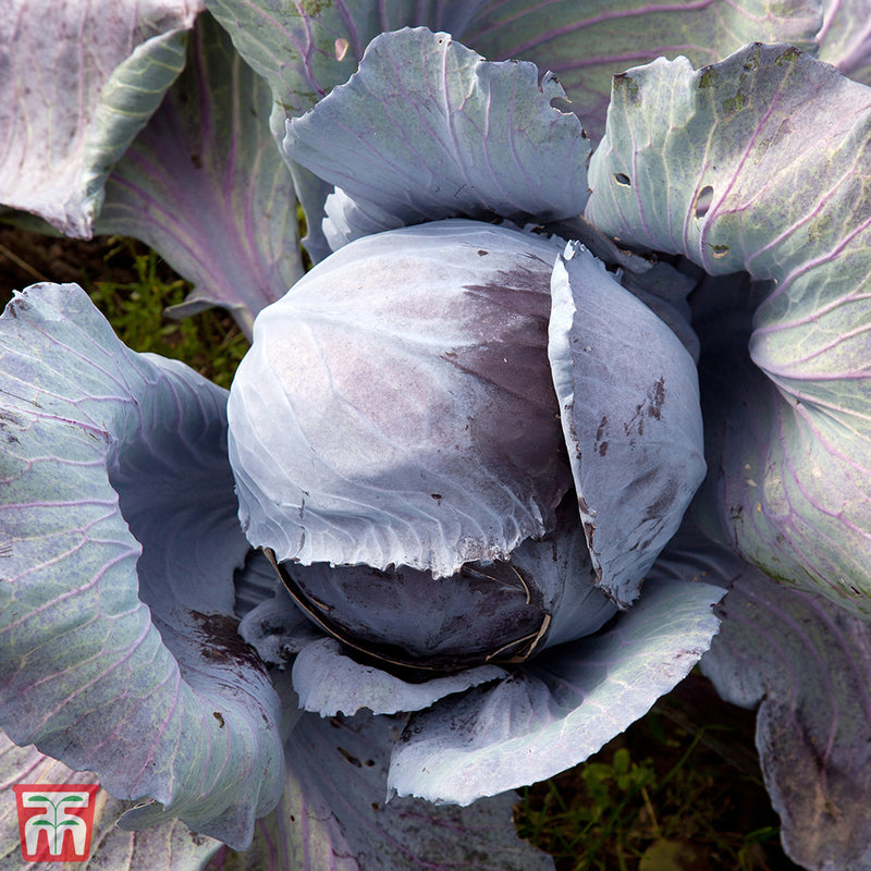 Cabbage 'Ruby Ball' F1 Hybrid (Autumn)