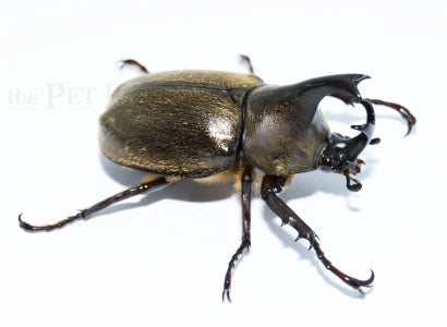 Rhinoceros Beetle | Xylotrupes pubescens