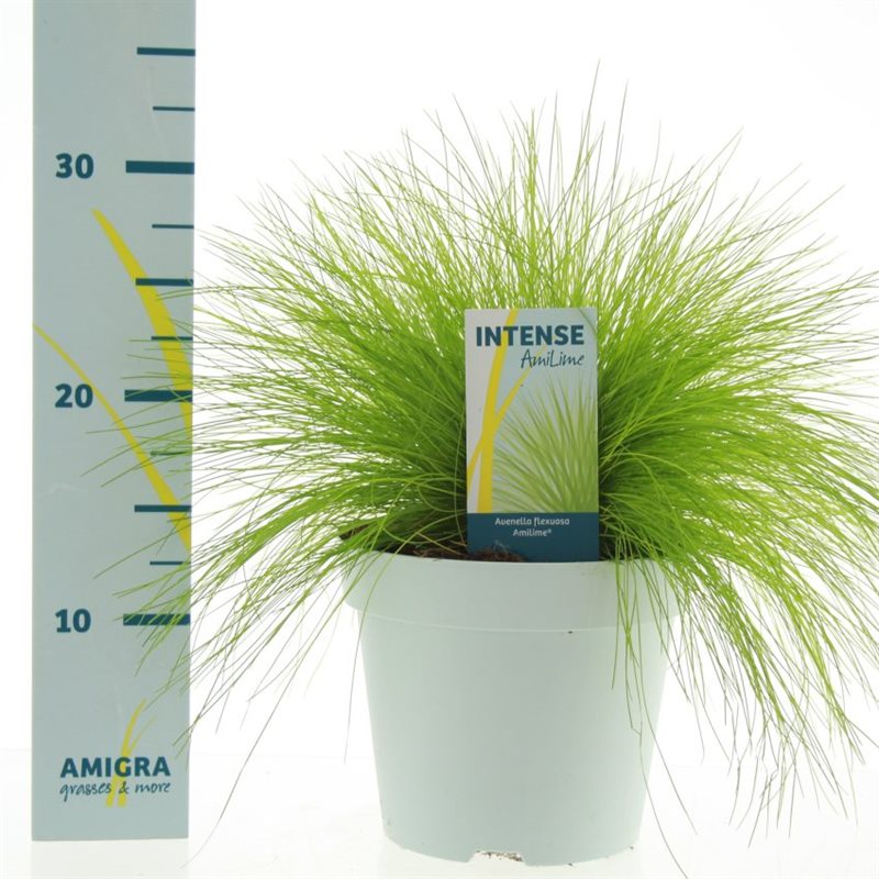 Deschampsia flexuosa 'AmiLime' (2 Litre)