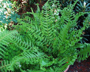 King Fern | Dryopteris affinis 'Cristata'