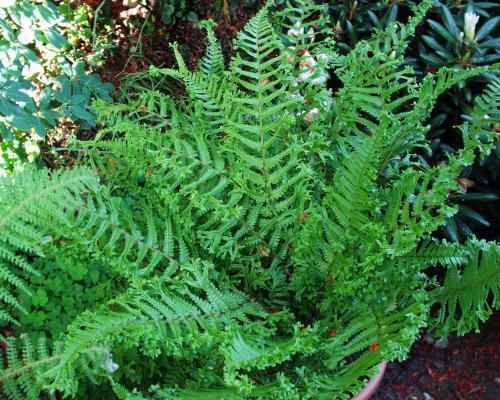 King Fern | Dryopteris affinis 'Cristata'