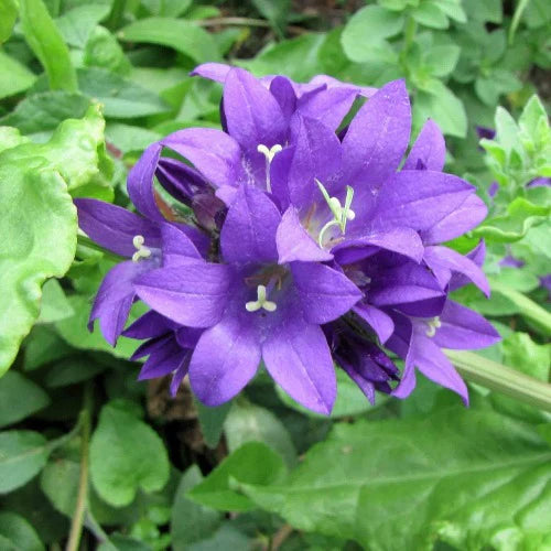 Campanula Glomerata | 'Superba' (2 Litre)