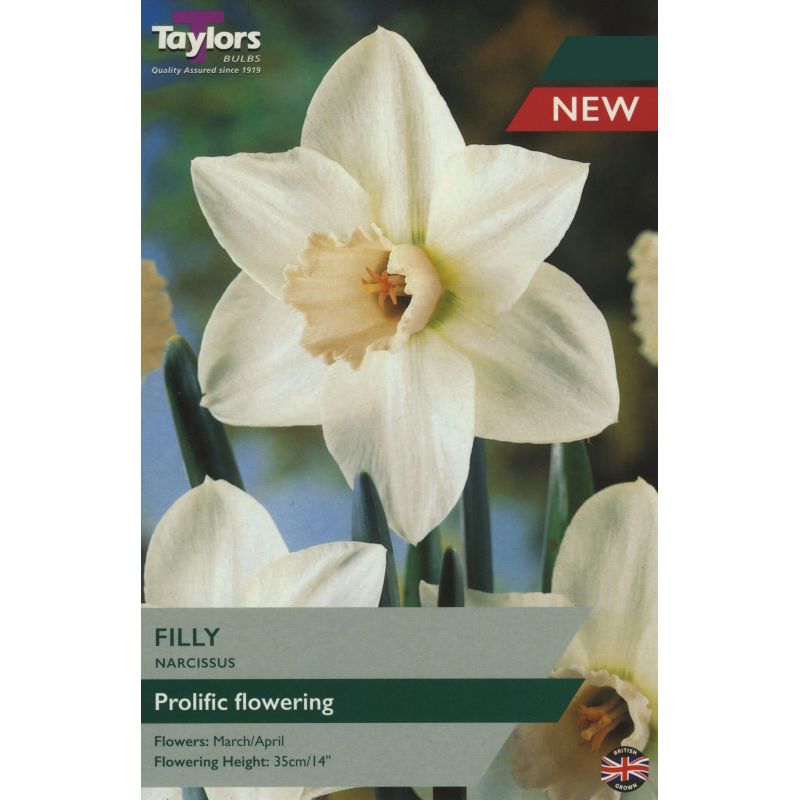 Daffodil Narcissus 'Filly' (7 Pack)
