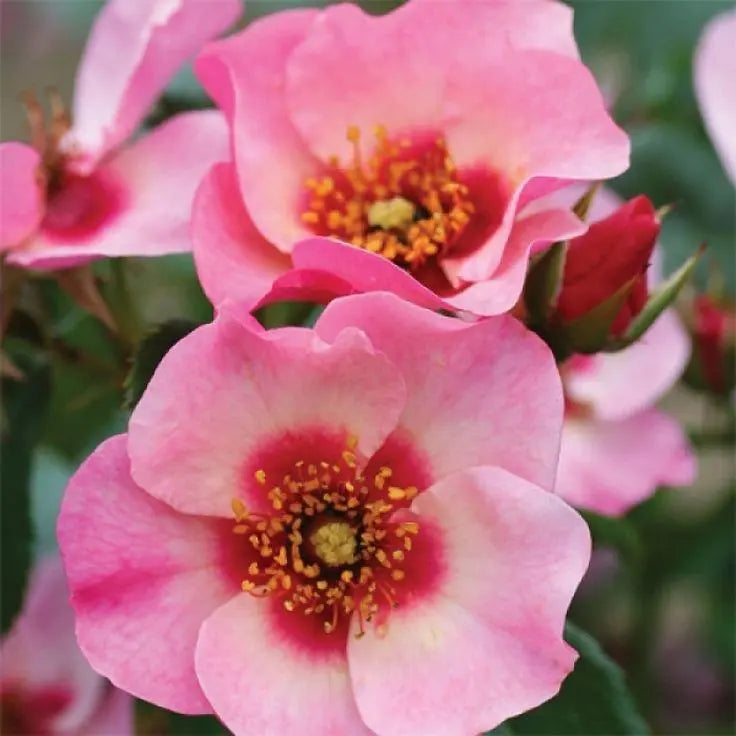 Bright As A Button Persica Rose (3.5 Litre)