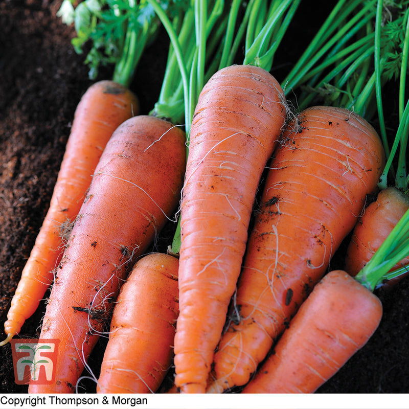 Carrot 'Autumn King 2'