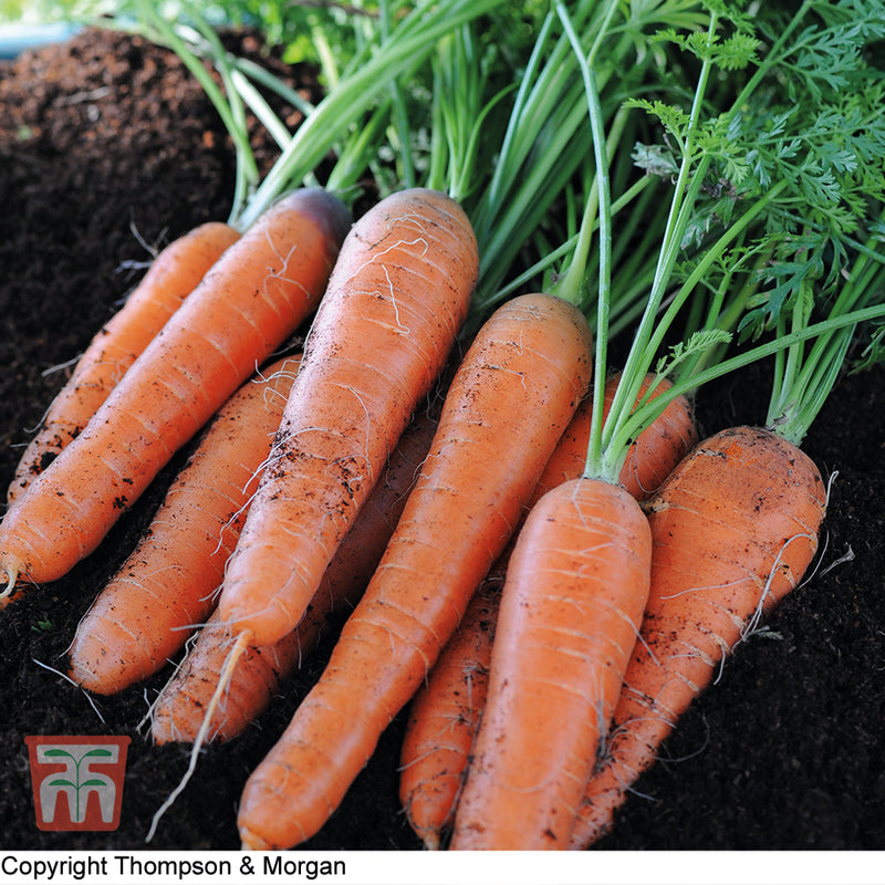 Carrot 'Nantes 2'