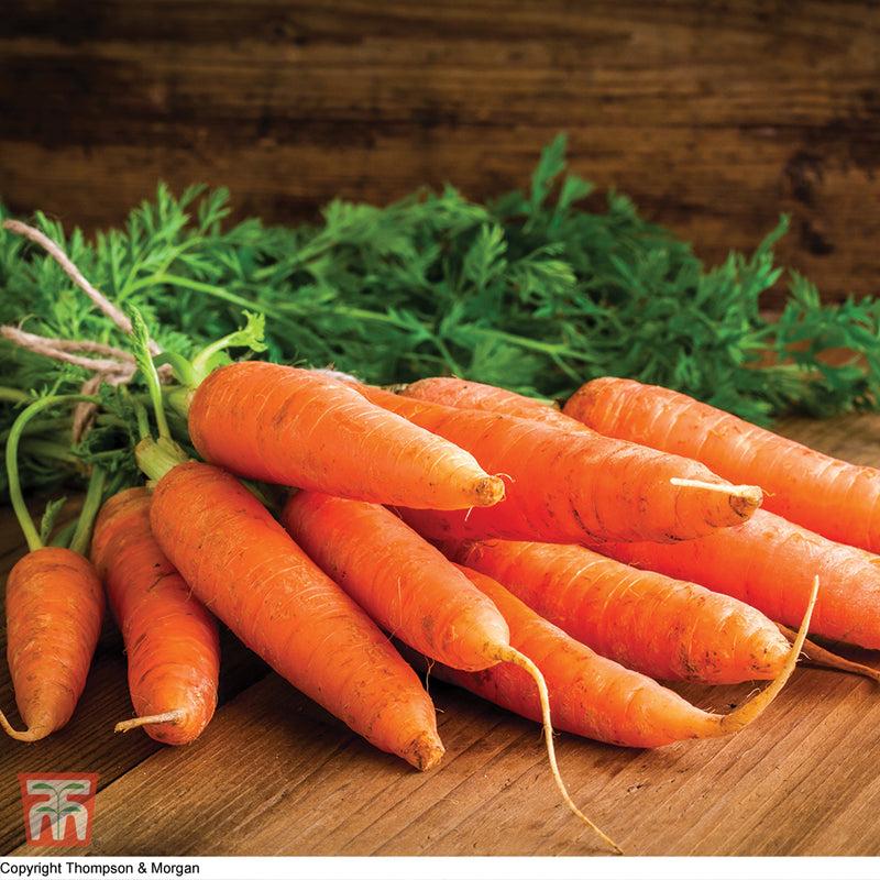 Carrot 'Chantenay Red Cored 3 - Supreme'
