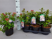 Laurustinus 'Eve Price' — Viburnum tinus 'Eve Price' (3 Litre)
