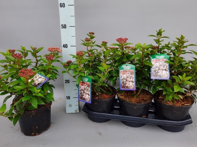 Laurustinus 'Eve Price' — Viburnum tinus 'Eve Price' (3 Litre)