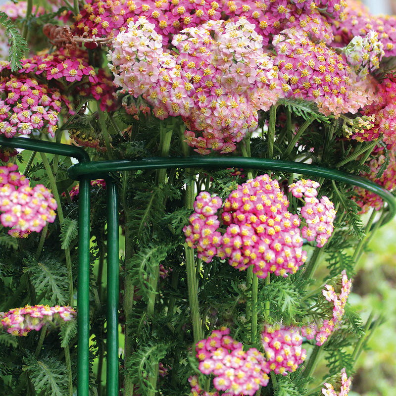 Gi Plant Support Hoop (60cm 24")