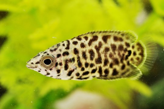 Leopard Bushfish | Ctenopoma acutirostre