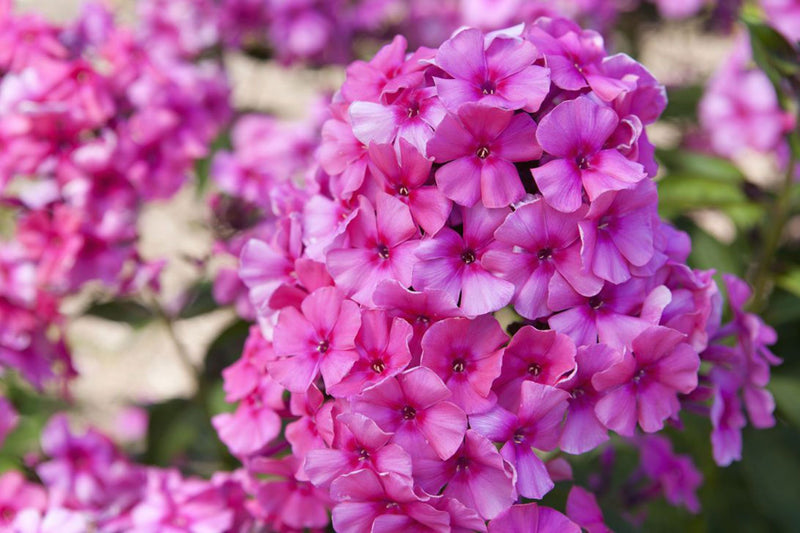 Phlox Goldiphlox Rose (9cm)