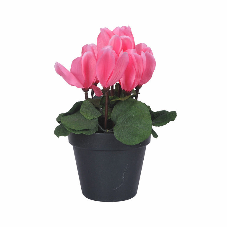 Pink Magnolia in Pot